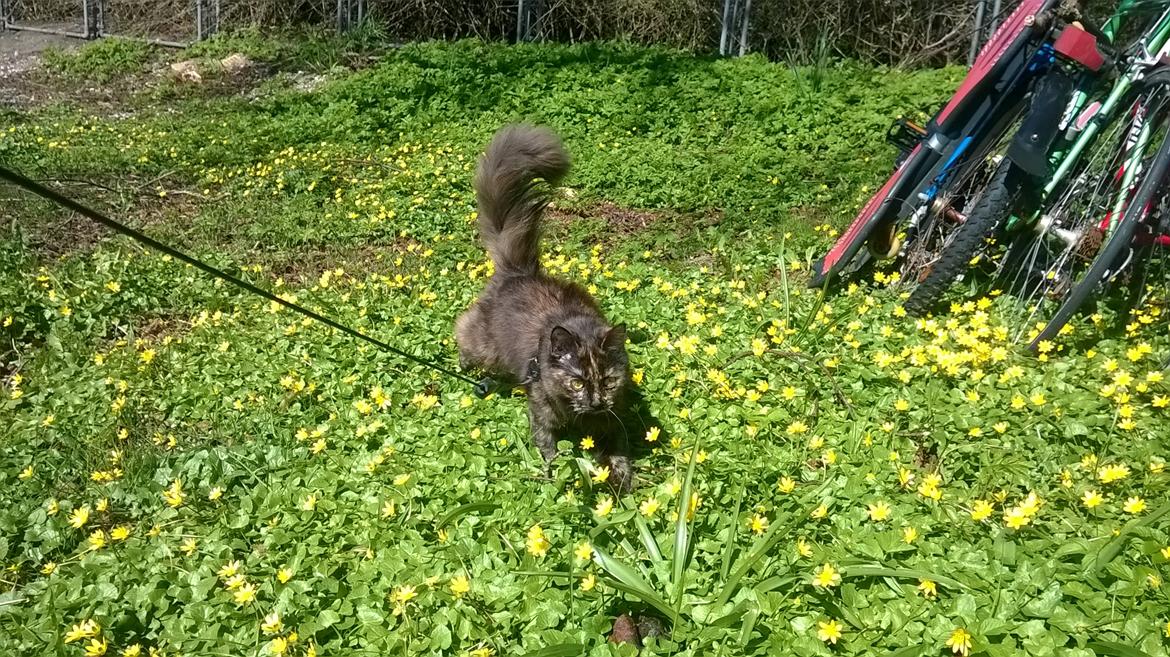 Maine Coon Kirby billede 2