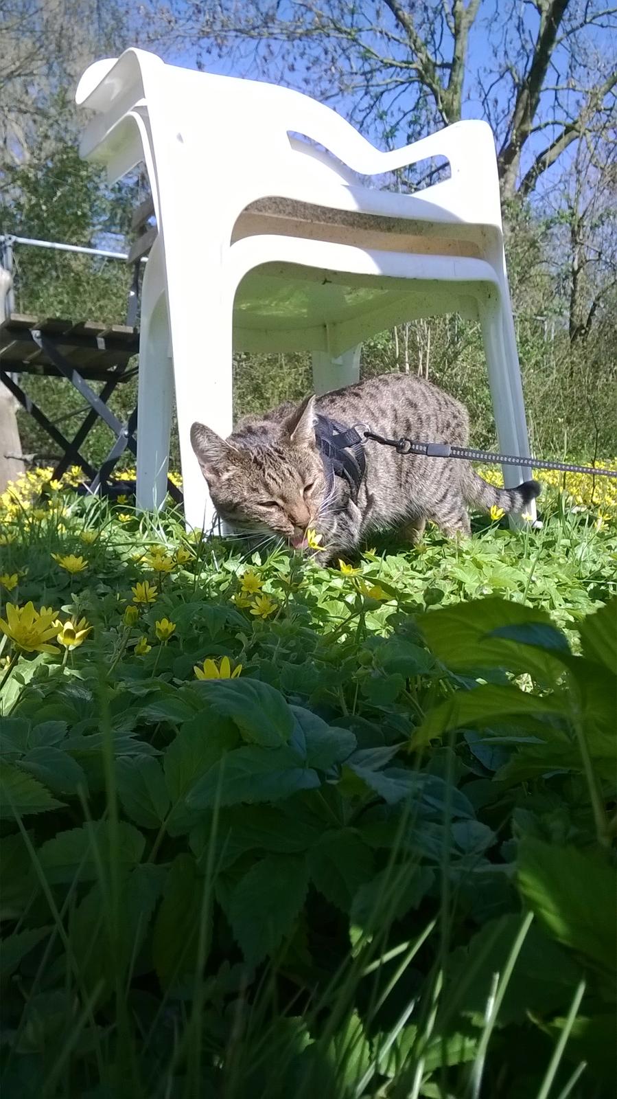 Huskat Nala - 20-04-16 billede 3