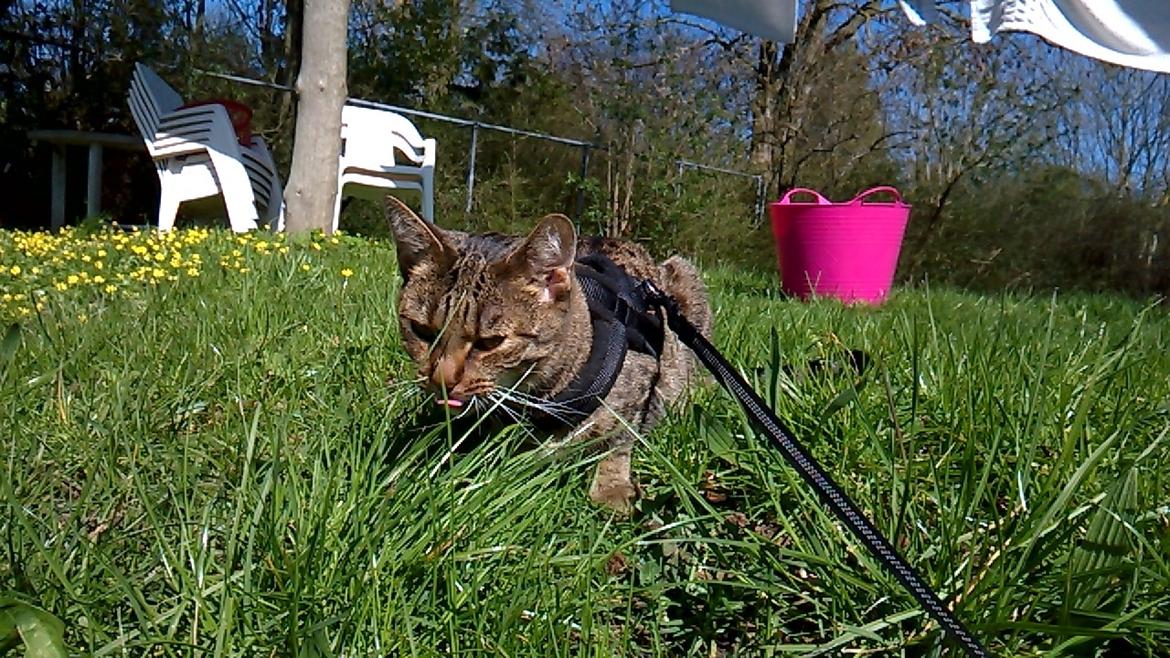 Huskat Nala billede 5