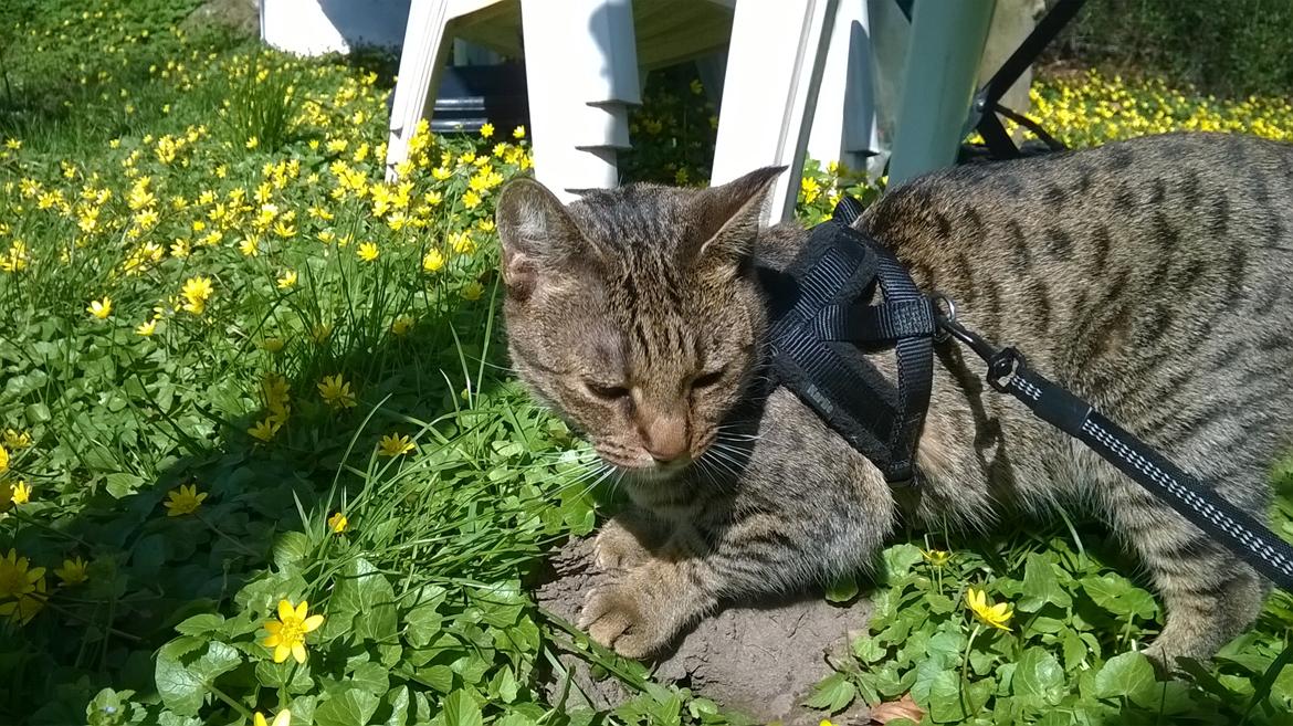 Huskat Nala - 20/04-16 billede 2