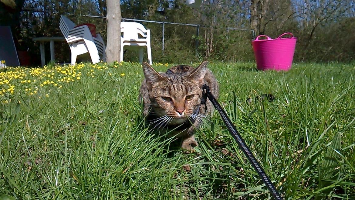 Huskat Nala billede 4