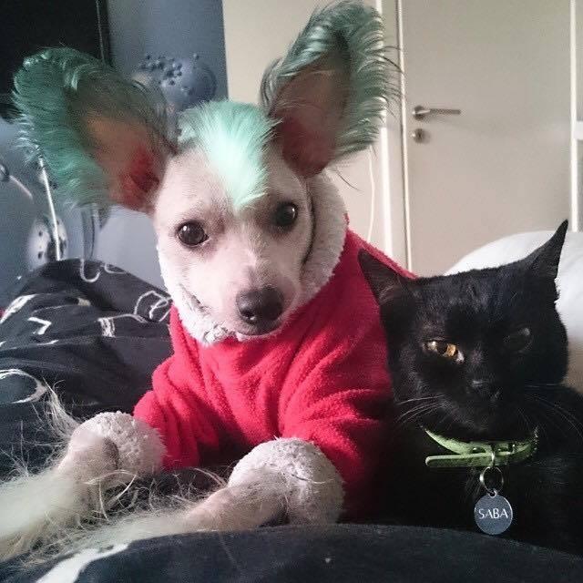 Huskat Saba billede 13