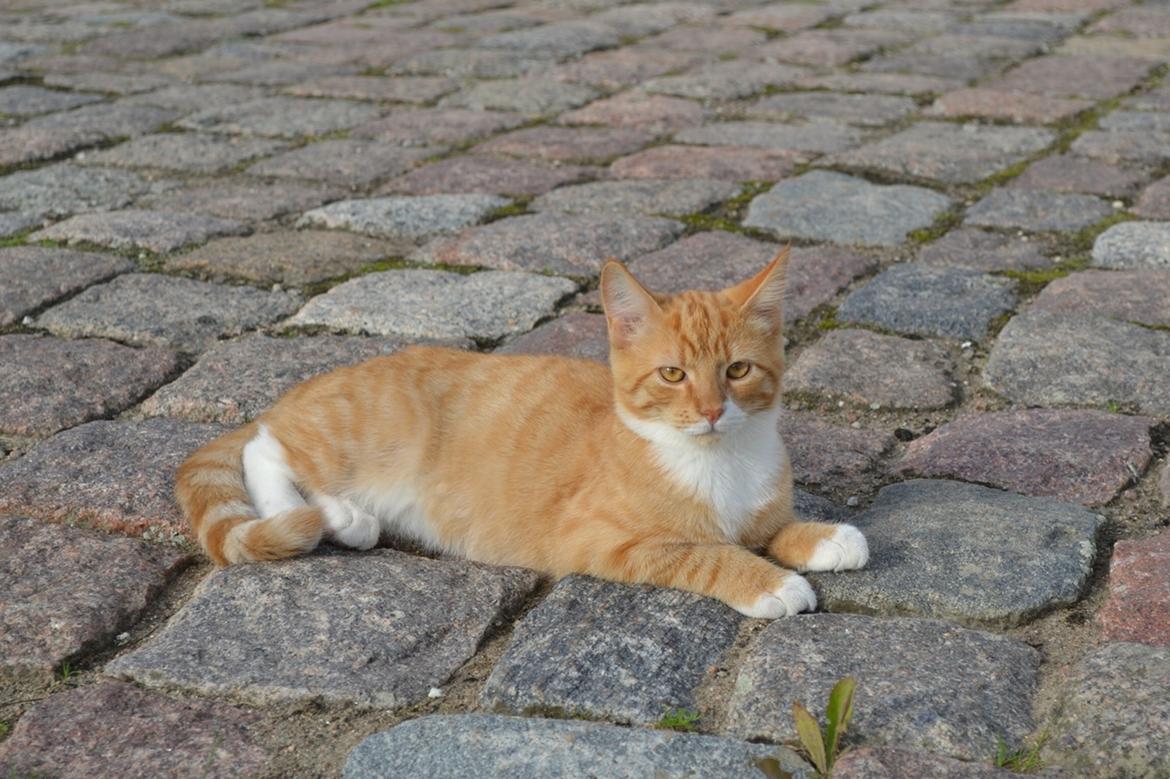 Huskat Bif billede 1