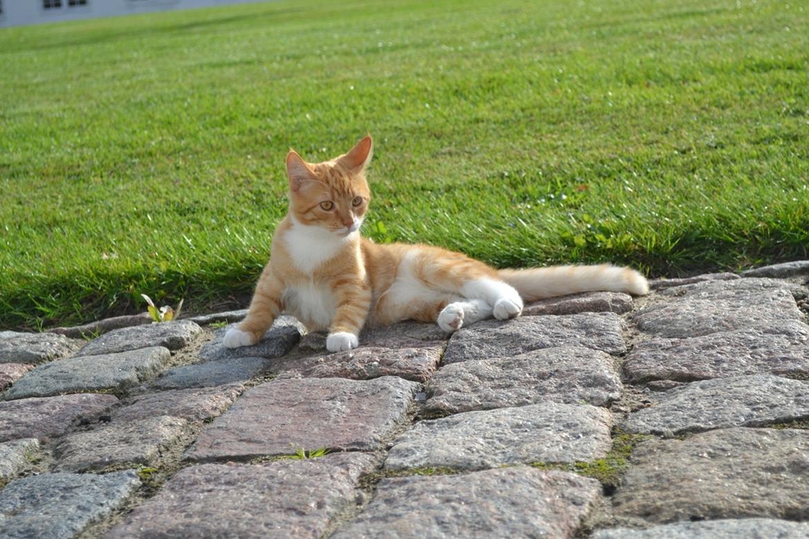 Huskat Bif billede 2