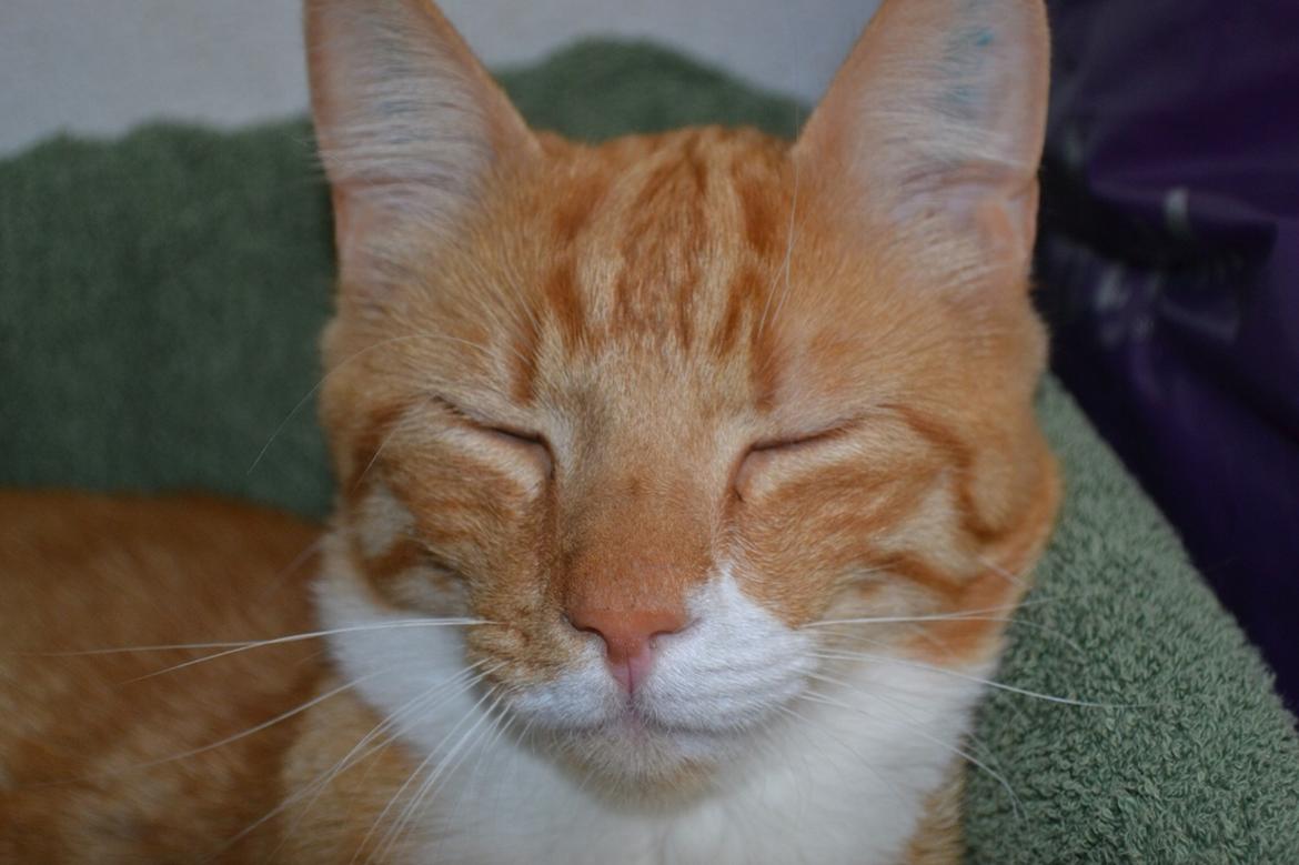 Huskat Bif billede 4