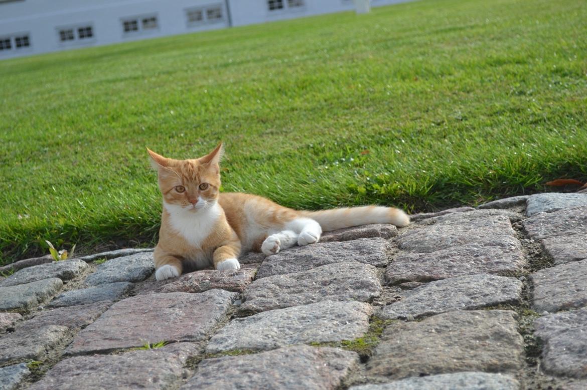 Huskat Bif billede 3