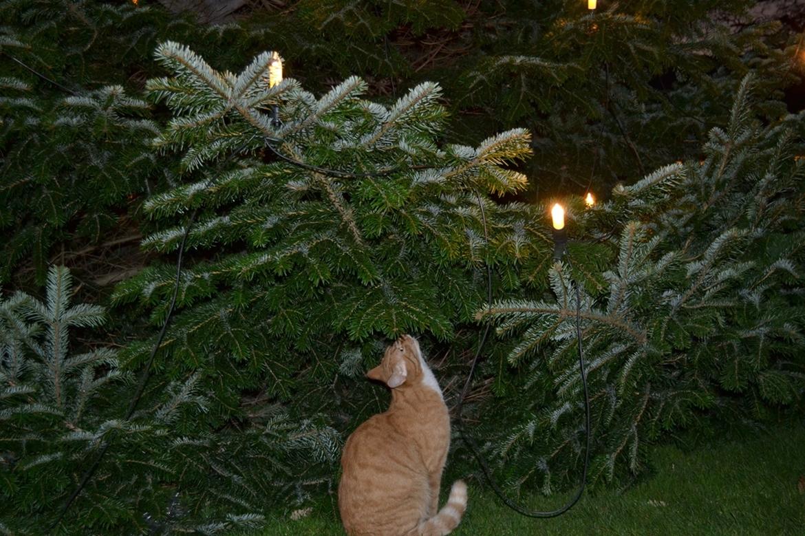 Huskat Bif billede 5