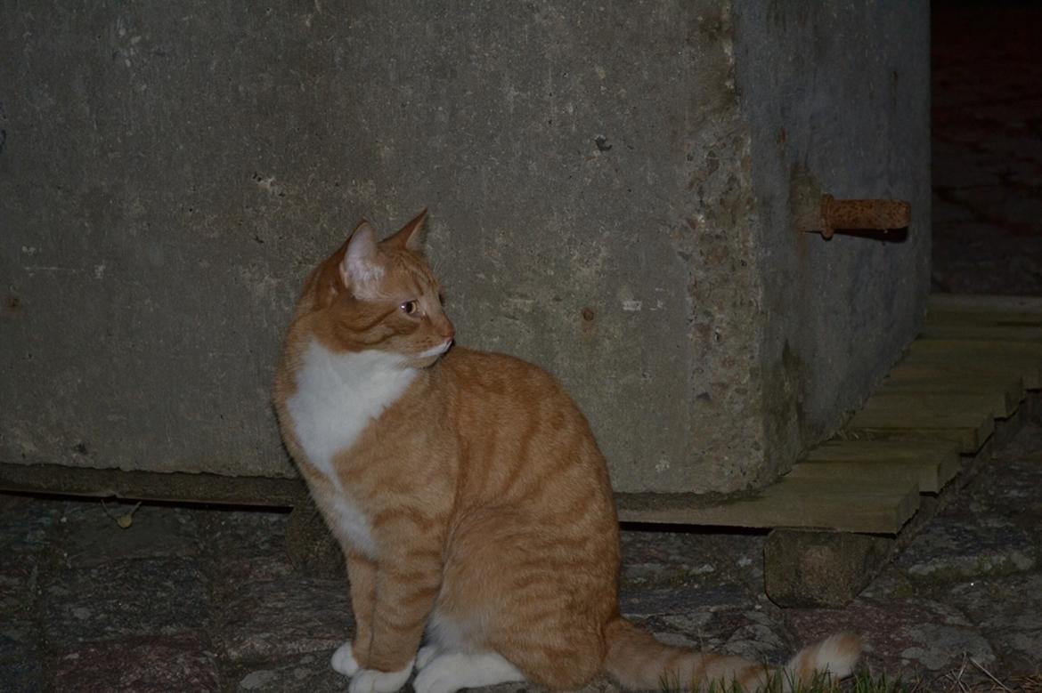 Huskat Bif billede 7