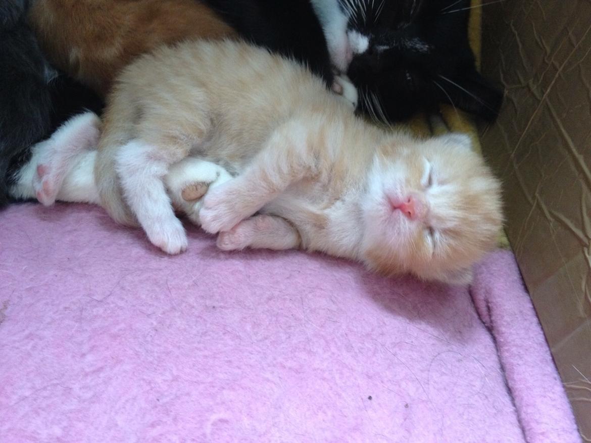 Huskat Bif billede 10