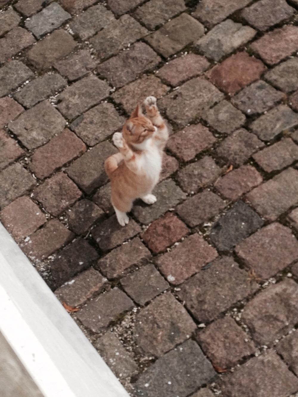 Huskat Bif billede 12