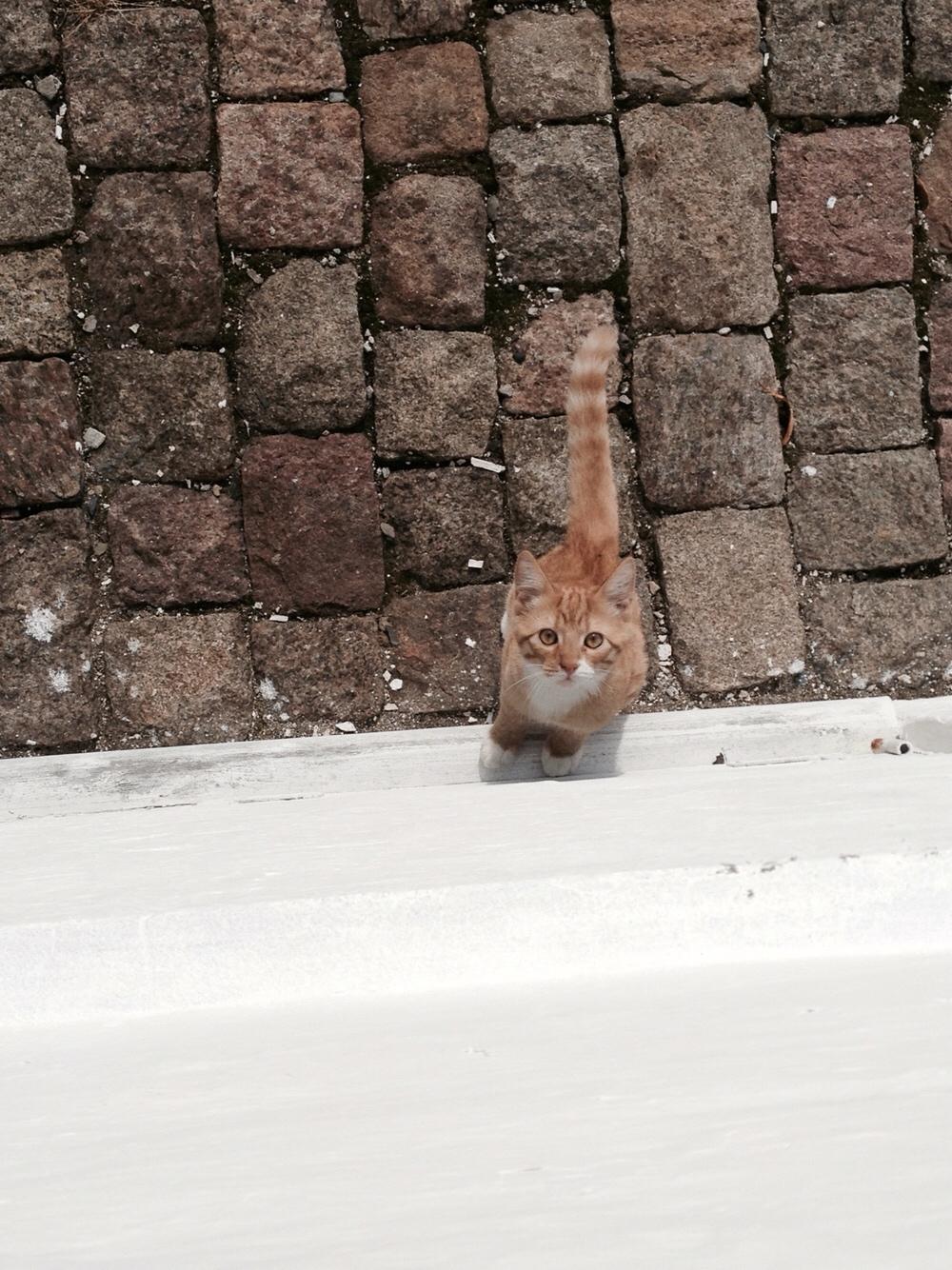 Huskat Bif billede 13