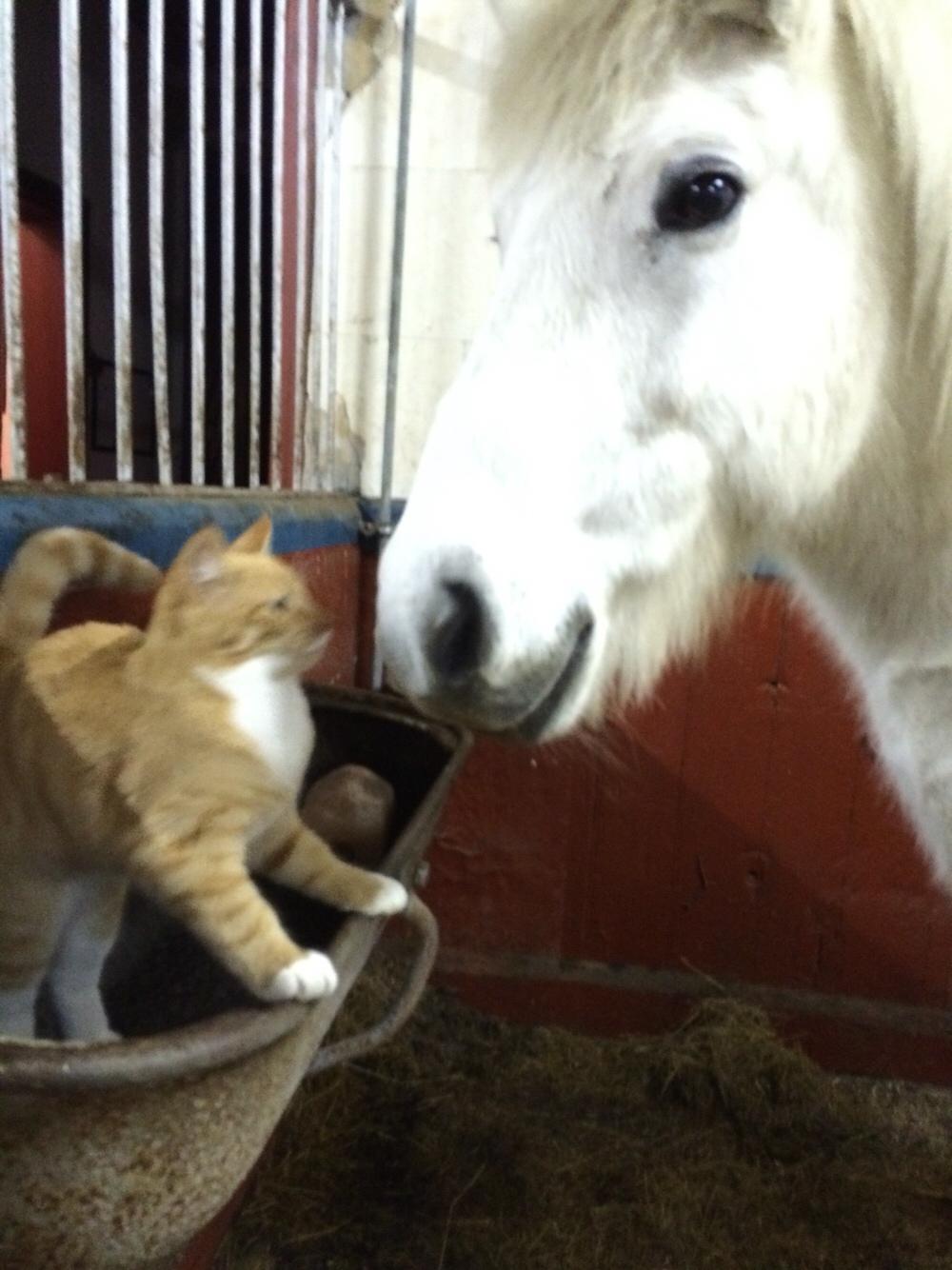 Huskat Bif billede 14