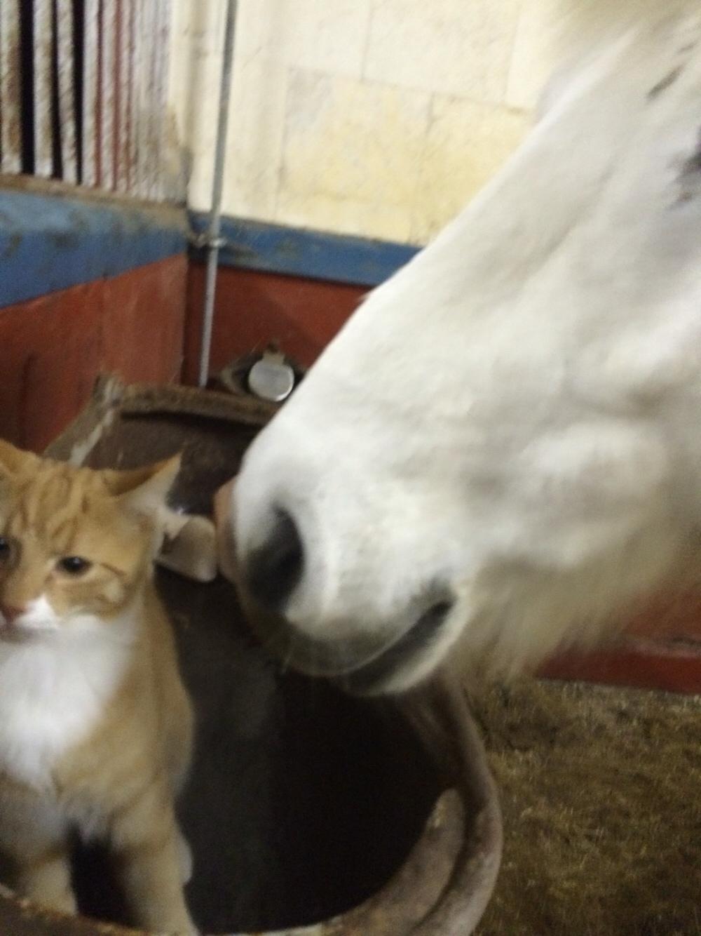 Huskat Bif billede 15