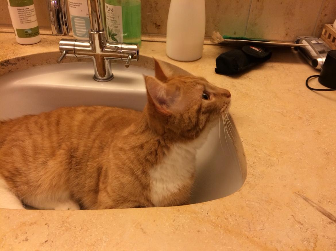 Huskat Bif billede 17