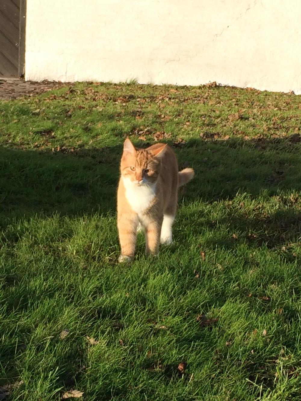 Huskat Bif billede 16