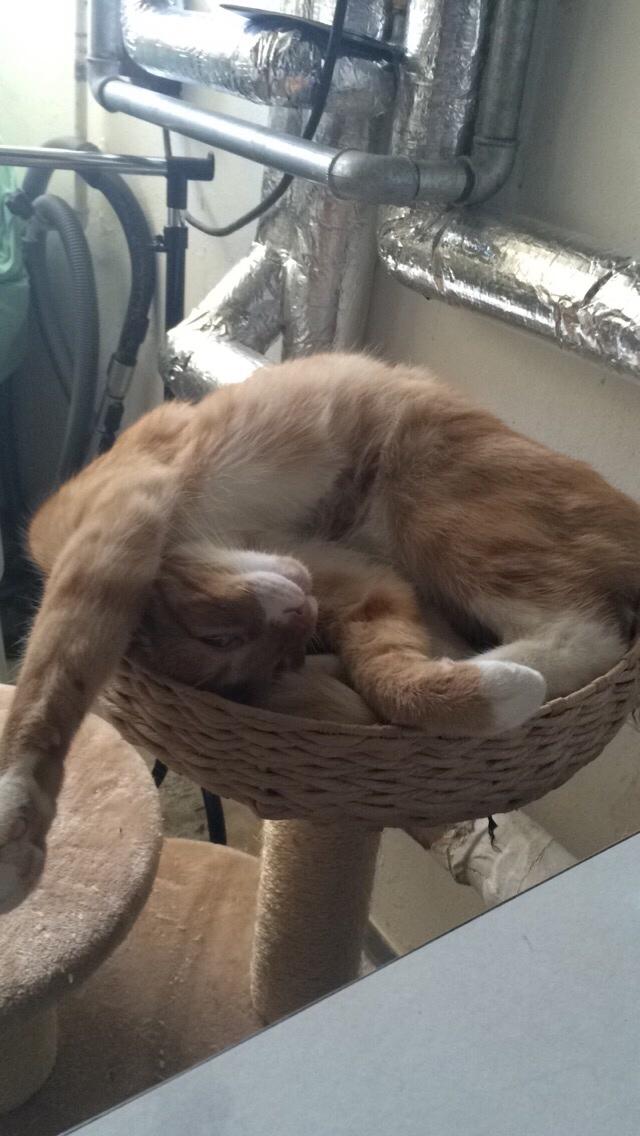 Huskat Bif billede 20