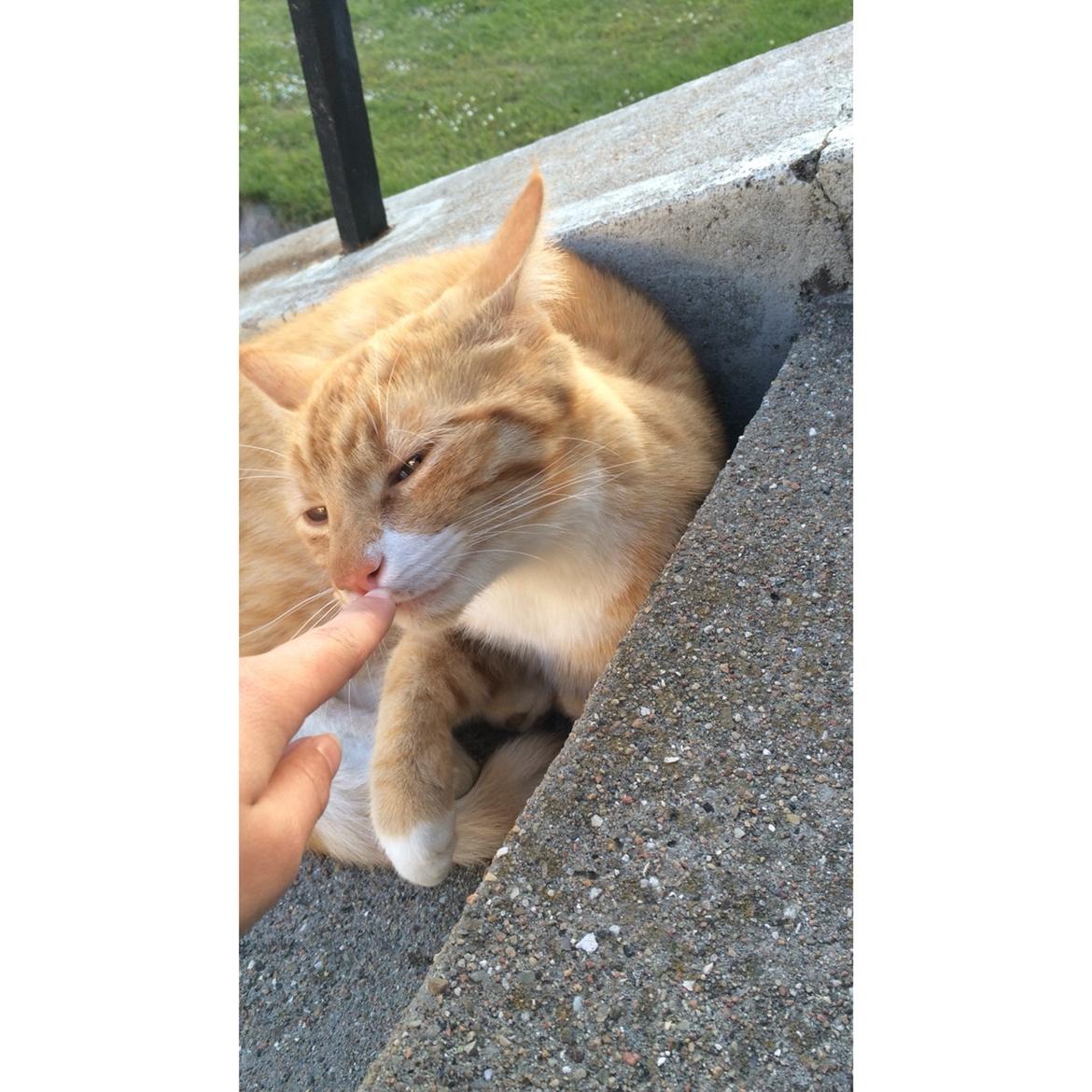 Huskat Bif billede 19