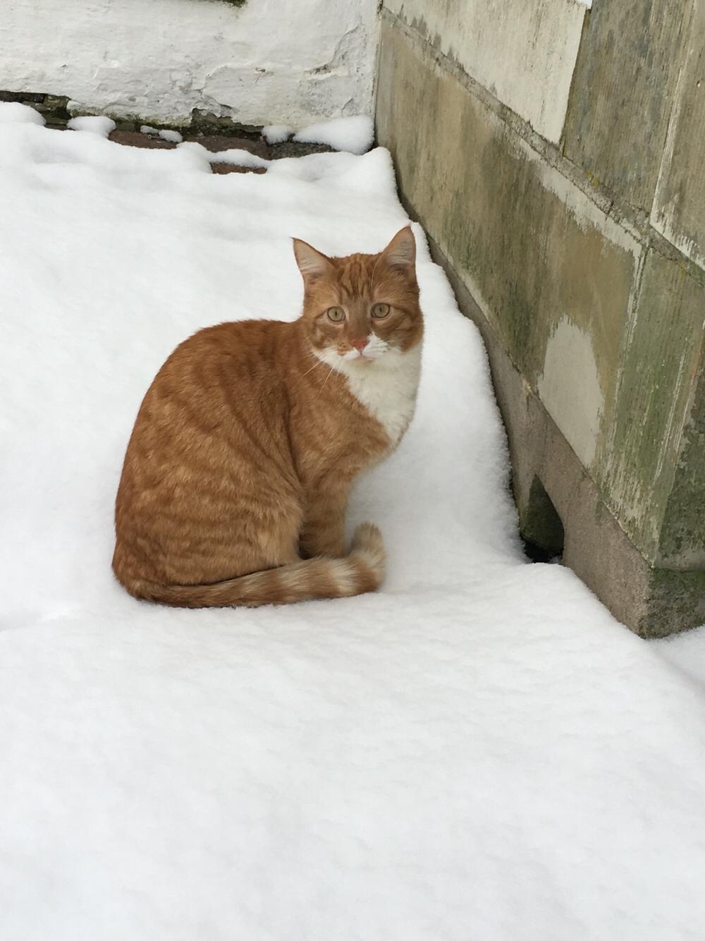 Huskat Bif billede 21