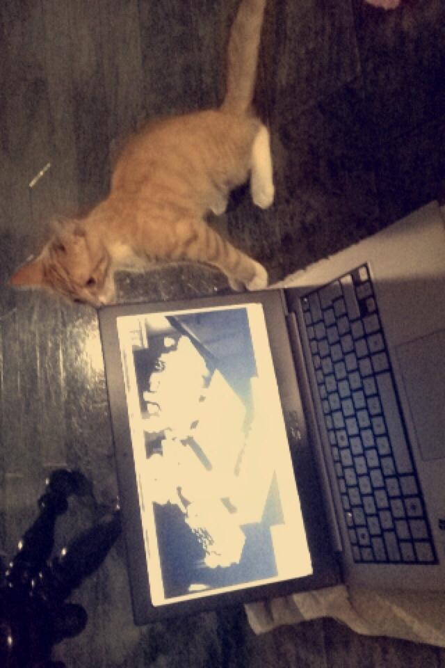 Huskat Bif billede 23