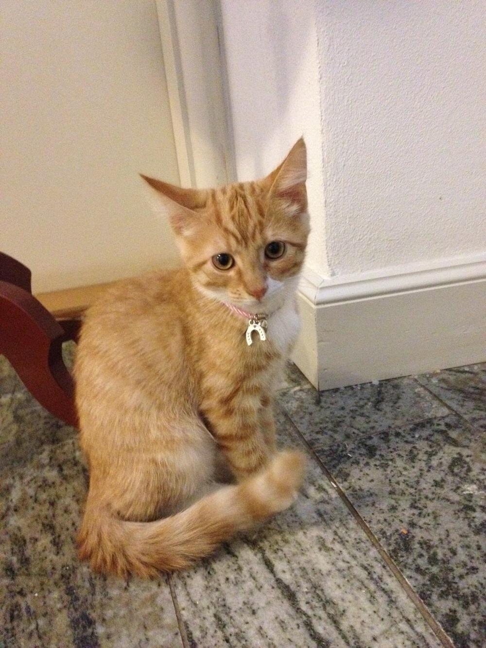 Huskat Bif billede 22