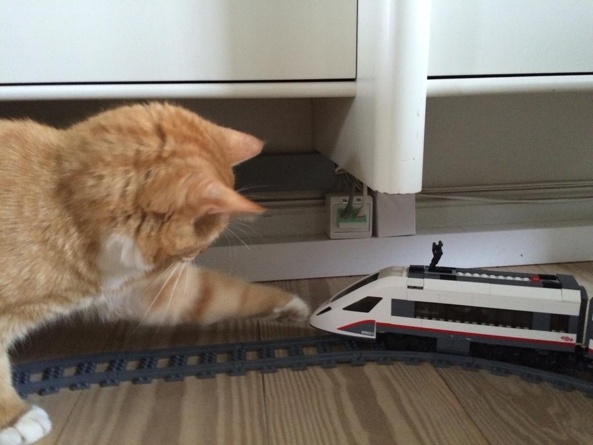 Huskat Bif billede 24