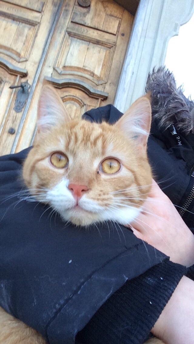 Huskat Bif billede 25