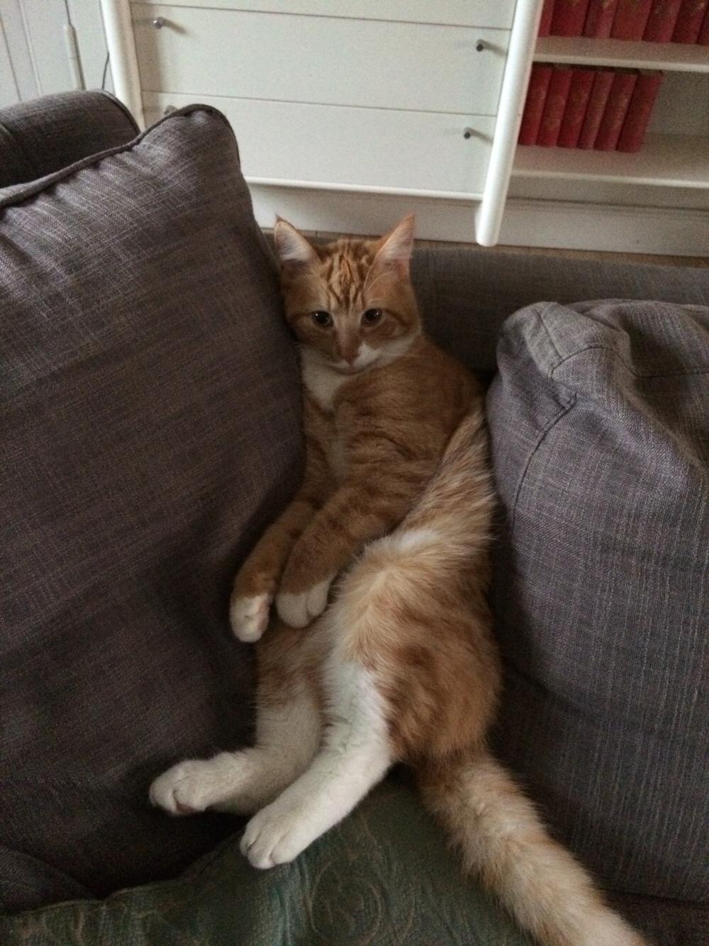 Huskat Bif billede 26