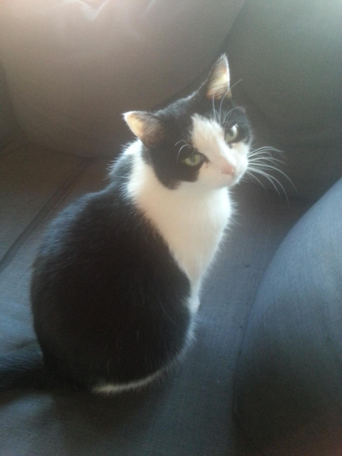 Huskat Maja  billede 6