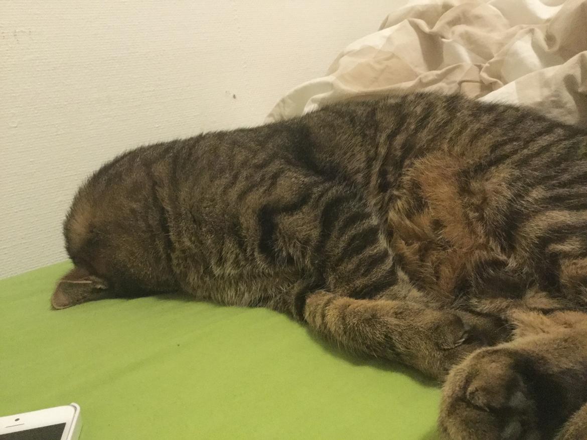 Huskat Oscar *Himmelkat* billede 13