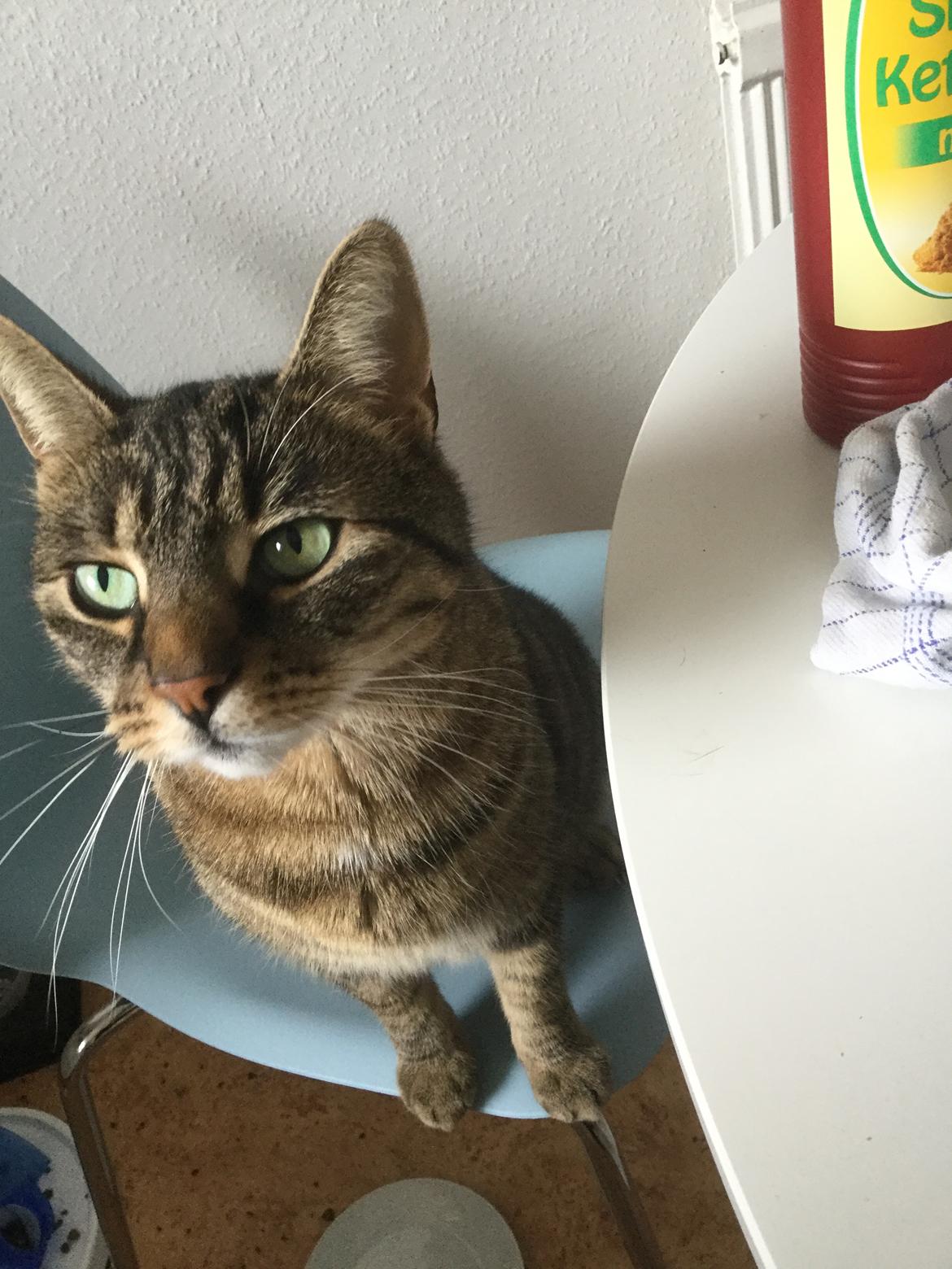 Huskat Oscar *Himmelkat* billede 14