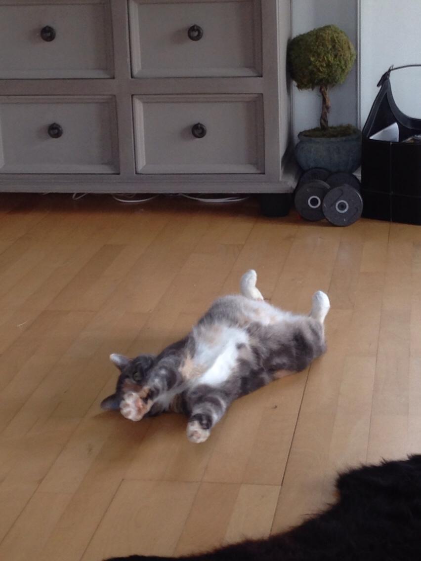 Reersø Mille *Himmelmis* billede 32