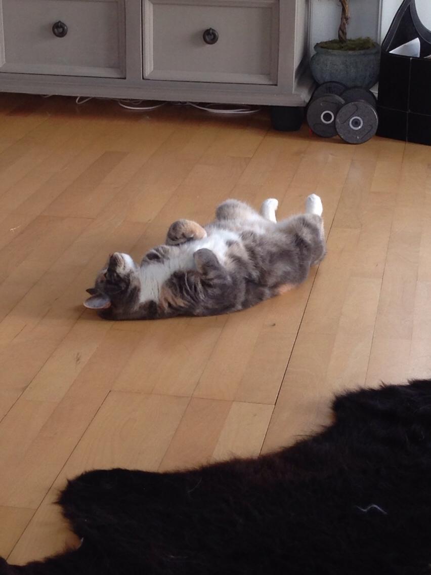 Reersø Mille *Himmelmis* billede 30