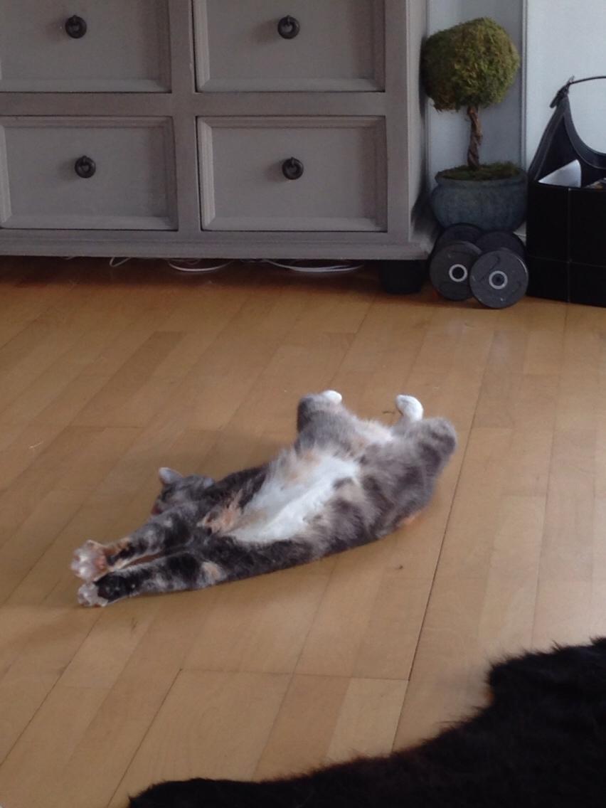 Reersø Mille *Himmelmis* billede 33