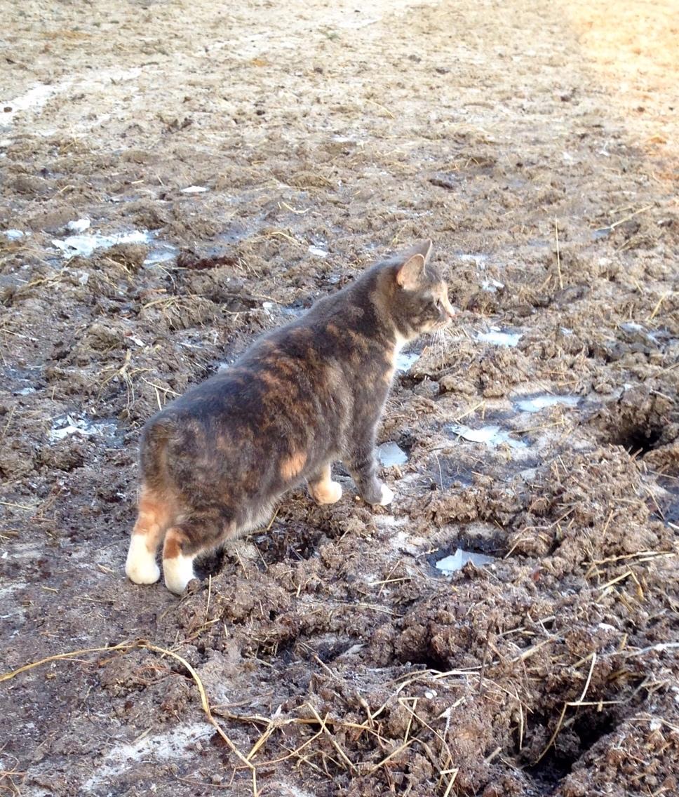 Reersø Mille *Himmelmis* billede 35