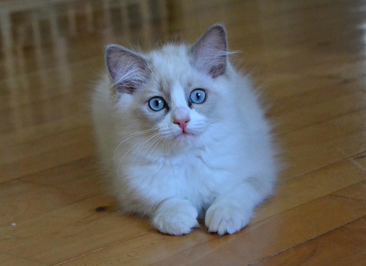 Ragdoll Dk Loumag's Dinner4One Mr. Pommeroy billede 9