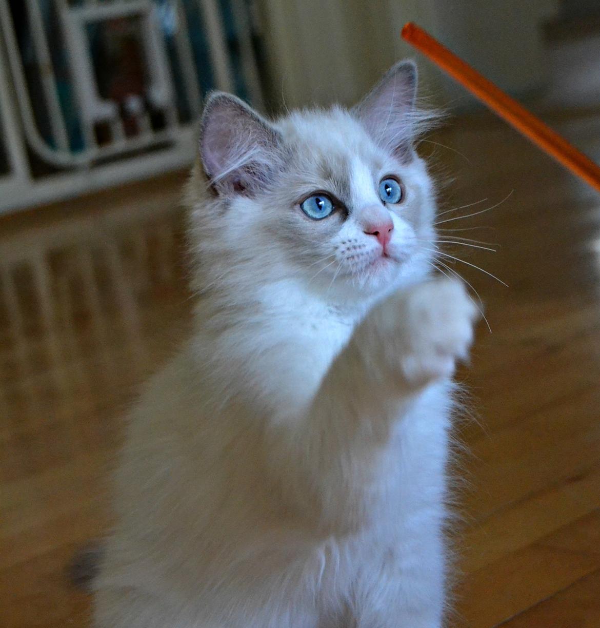 Ragdoll Dk Loumag's Dinner4One Mr. Pommeroy billede 10