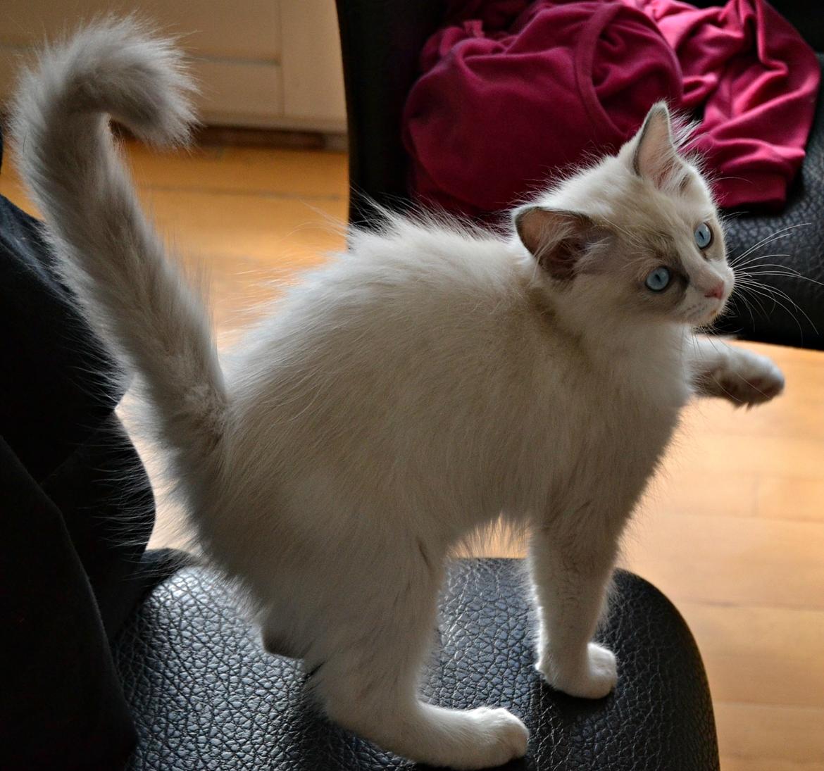 Ragdoll Dk Loumag's Dinner4One Mr. Pommeroy billede 12