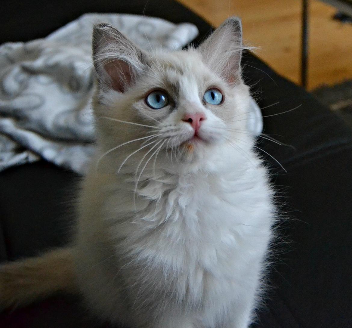 Ragdoll Dk Loumag's Dinner4One Mr. Pommeroy billede 13