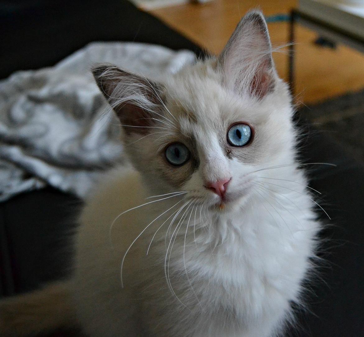 Ragdoll Dk Loumag's Dinner4One Mr. Pommeroy billede 14