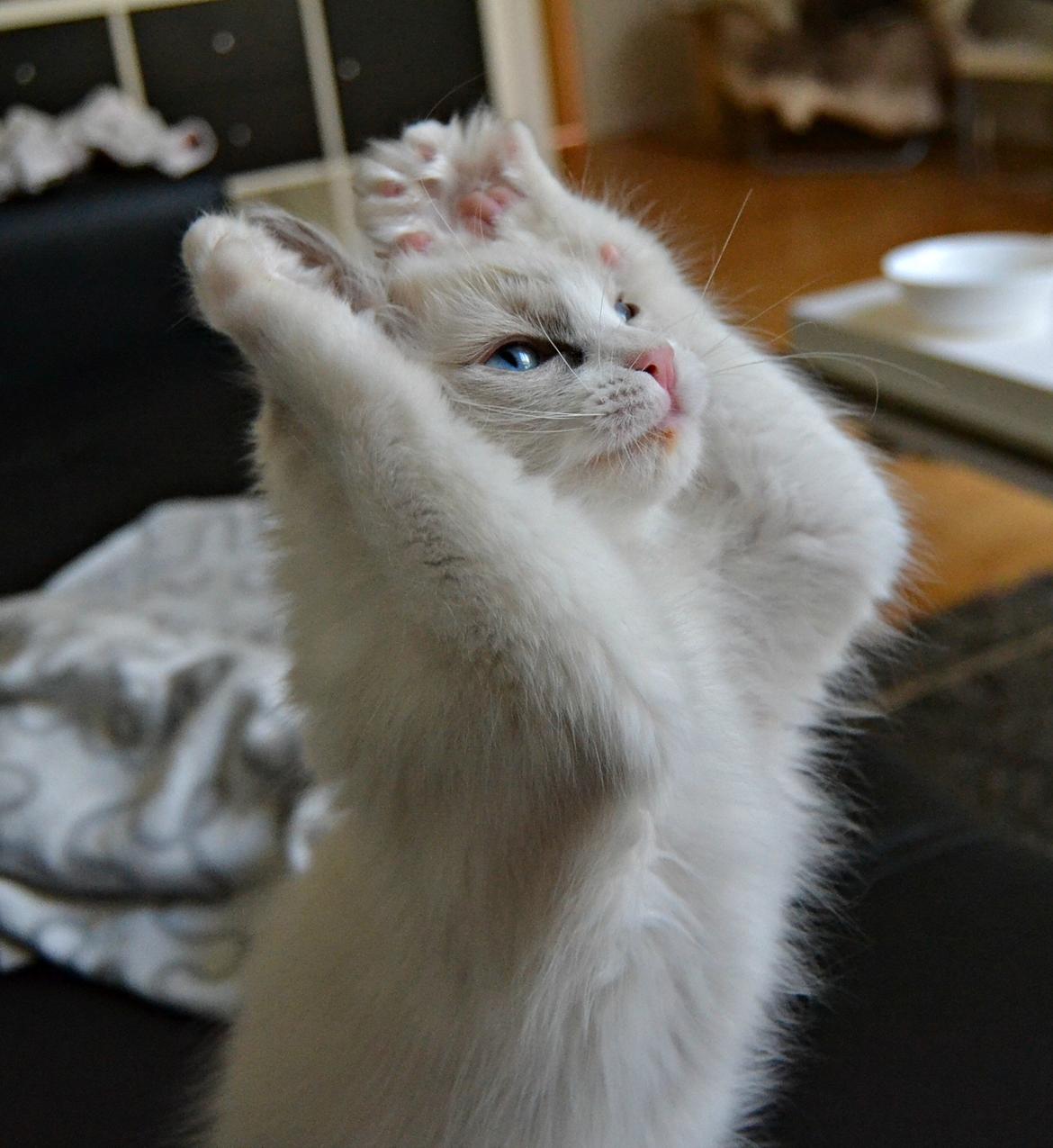 Ragdoll Dk Loumag's Dinner4One Mr. Pommeroy billede 15