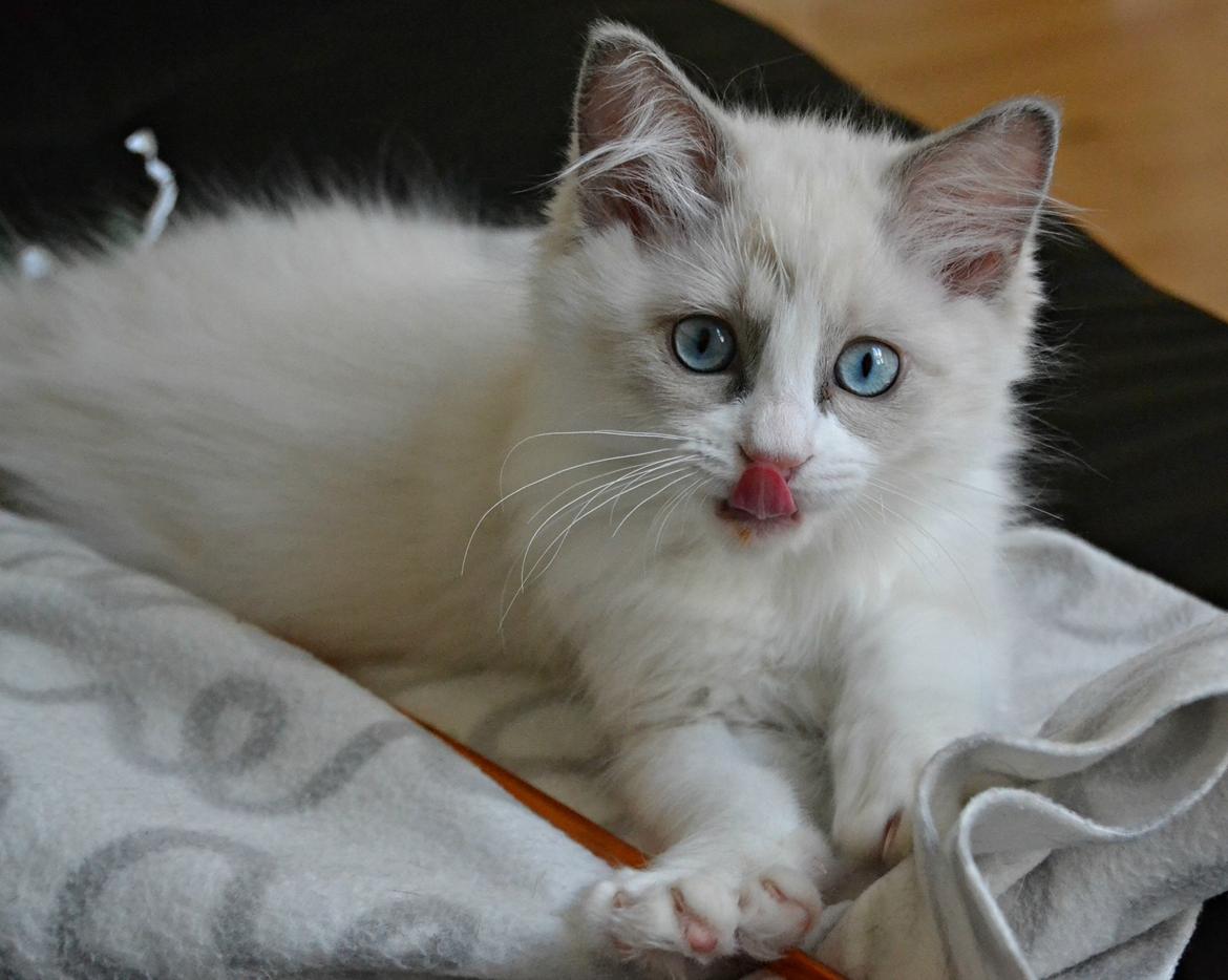 Ragdoll Dk Loumag's Dinner4One Mr. Pommeroy billede 16