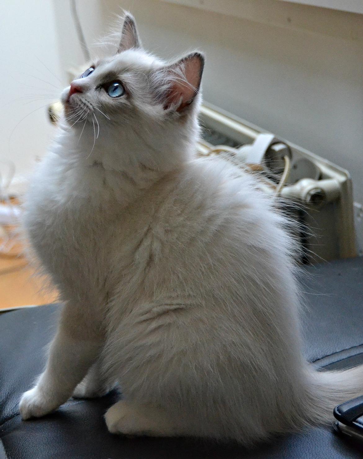 Ragdoll Dk Loumag's Dinner4One Mr. Pommeroy billede 17