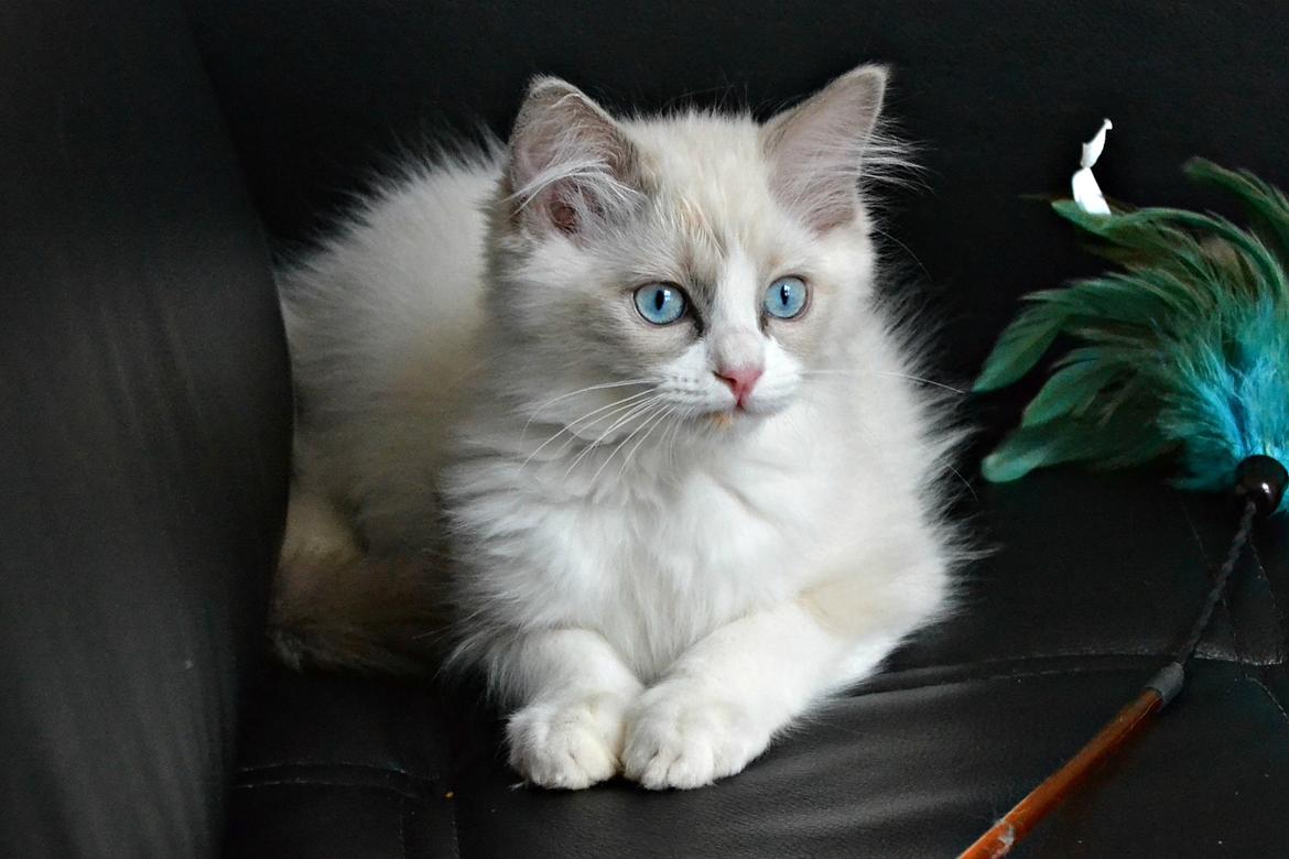 Ragdoll Dk Loumag's Dinner4One Mr. Pommeroy billede 18