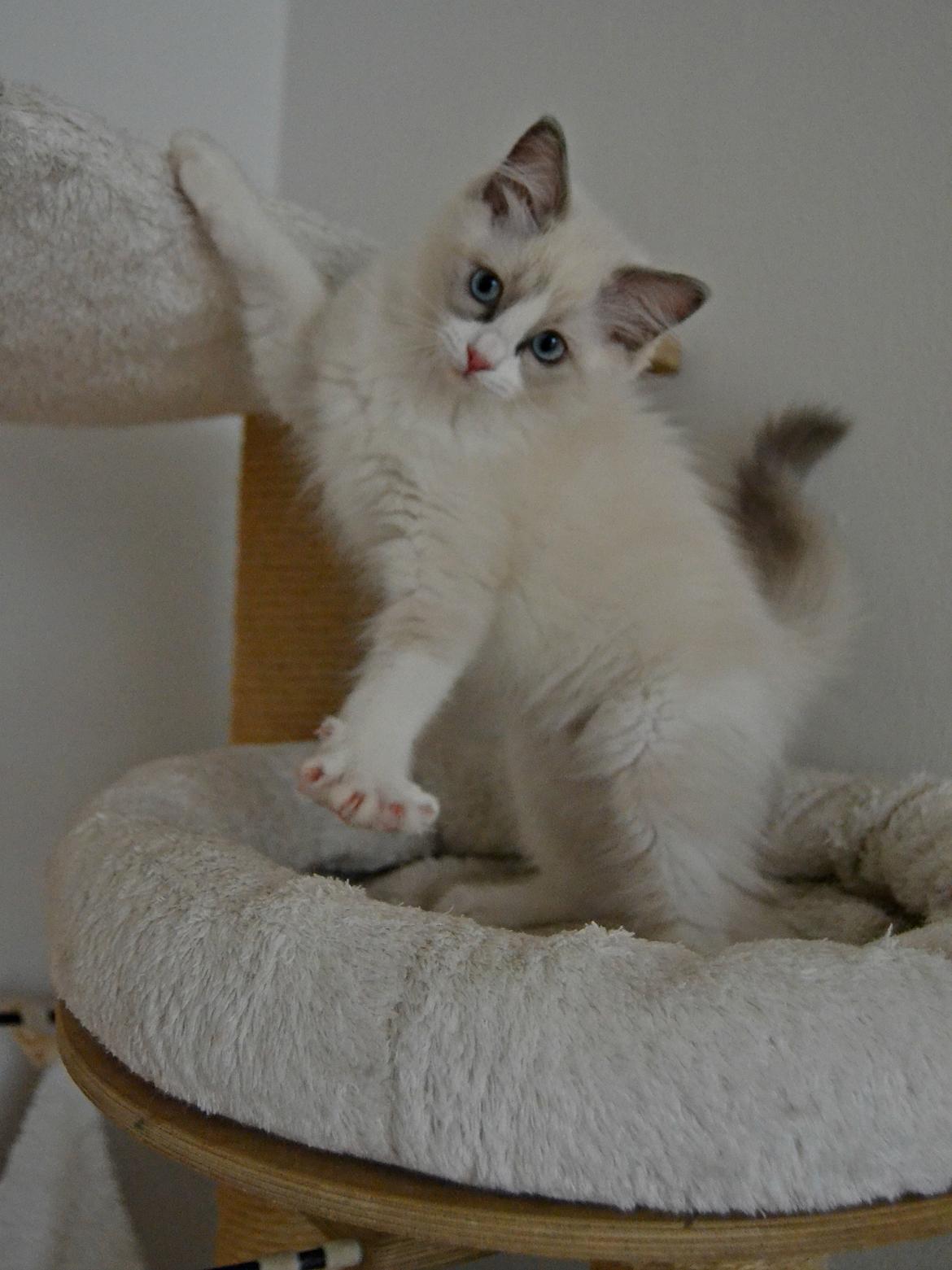 Ragdoll Dk Loumag's Dinner4One Mr. Pommeroy billede 19