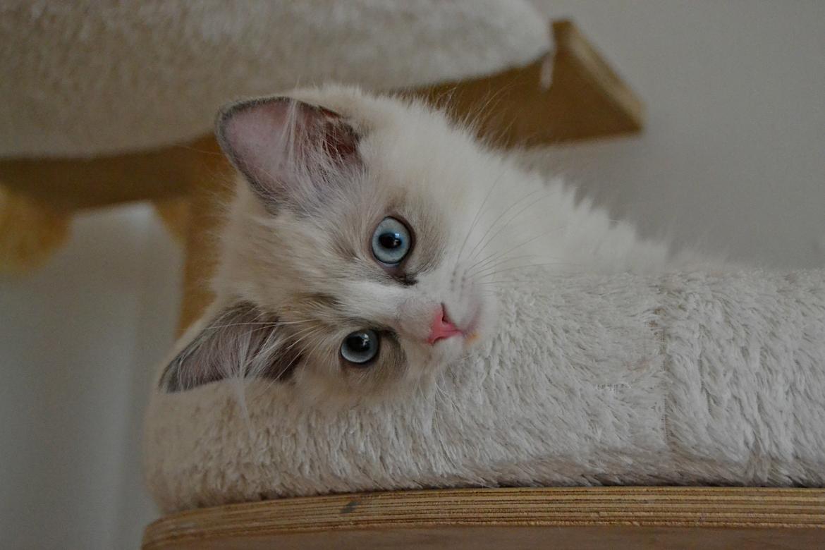 Ragdoll Dk Loumag's Dinner4One Mr. Pommeroy billede 20