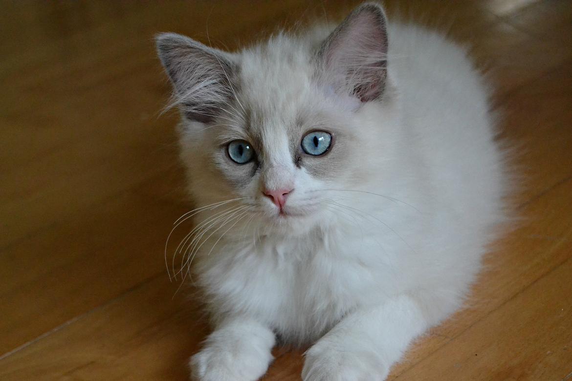 Ragdoll Dk Loumag's Dinner4One Mr. Pommeroy billede 11