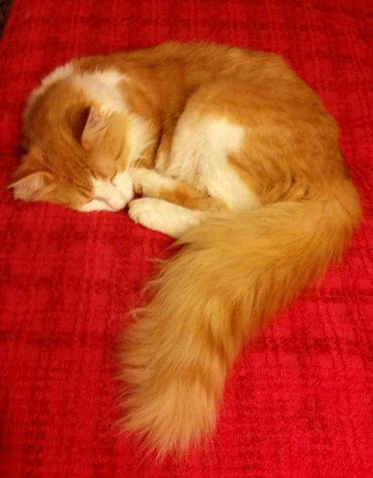 Norsk Skovkat Høgerstedets Svend billede 1