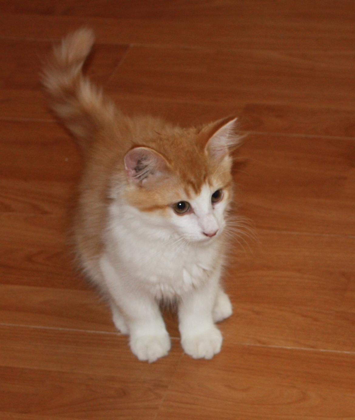 Norsk Skovkat Høgerstedets Svend billede 2