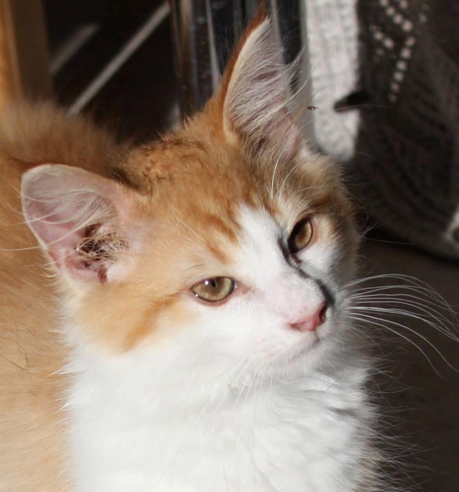 Norsk Skovkat Høgerstedets Svend billede 3