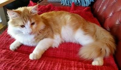 Norsk Skovkat Høgerstedets Svend billede 4